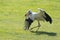 Stork has caught a big fish and devours it on a meadow