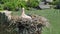 a stork hatches its chicks in nest on top of tall old brick chimney