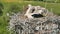 a stork hatches its chicks in nest on top of tall old brick chimney