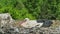 a stork hatches its chicks in nest on top of tall old brick chimney