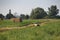 Stork on a hayfield