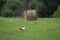 A stork and a haystack. Village. Daylight. Summer photography.
