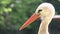 Stork Head Close up, Closeup in Zoo Park, Beak Bird Portrait in Nature in Summer