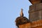 Stork in her nest on the tower of a church in Alcala De Henares Spain