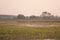 Stork in a high grass