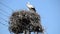 Stork in high nest on top of electric pillar on blue sky background