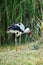 Stork hunting