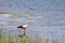 The stork hunts or fishes on the river. Background with selective focus