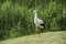 Stork in its natural habitat. White stork walking on a green meadow