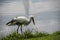 Stork in its natural habitat. White stork walking on a green meadow