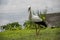 Stork in its natural habitat. White stork walking on a green meadow