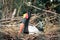 Stork Jabiru setloglevel sits on the nest,