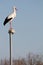Stork on a lamp