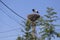 Stork landing on a nest they made on top of an electricity pole in a rural area of Romania. Wild animals living between humans