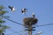 Stork landing on a nest they made on top of an electricity pole in a rural area of Romania. Wild animals living between humans