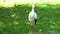 The stork is a large white bird.