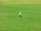 Stork looks back on a green field