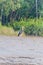 Stork in a mangrove forest in Sundarbans, Banglade