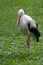 Stork on the meadow