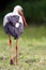 Stork on the meadow