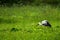 Stork on a meadow.