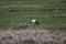 Stork on meadow at the lowest polder in the Netherlands Zuidplaspolder between Gouda and Rotterdam