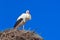 Stork - Morocco