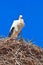 Stork - Morocco