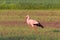 A stork on a mowed meadow looking for food.