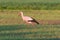 A stork on a mowed meadow looking for food.