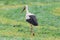 A stork on a mowed meadow looking for food.