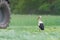 A stork on a mowed meadow looking for food.