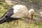 Stork in nature . selective focus. Adult European White Stork