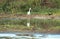 Stork near the water