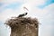 Stork nest