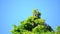 A stork nest on a chimney surrounded by plants with a blue background is inhabited by storks