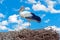 Stork on the nest in the countryside from Portugal