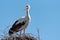 A stork in a nest on an electric pole against a blue sky. The arrival of storks or the first signs of spring in Europe
