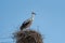 A stork in a nest on an electric pole against a blue sky. The arrival of storks or the first signs of spring in Europe