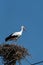 A stork in a nest on an electric pole against a blue sky. The arrival of storks or the first signs of spring in Europe