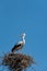 A stork in a nest on an electric pole against a blue sky. The arrival of storks or the first signs of spring in Europe