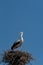 A stork in a nest on an electric pole against a blue sky. The arrival of storks or the first signs of spring in Europe