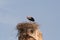 Stork in nest in Marrakech