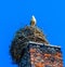 Stork nest on old factory chimney in famous village Ribbeck, near Berlin