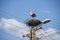 Stork, nest, Poland