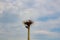 Stork in a nest on a pole. Imitation. A large bird`s nest with a family of storks made of branches and brushwood on a lamppost