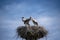 Stork nest on the pole and three storks