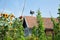 Stork in the nest on the roof of village house, blossoming garden around.