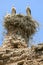 A stork nest sits atop ruins at the medieval fortified site of Chellah.