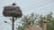 Stork Nest on Street Pillar